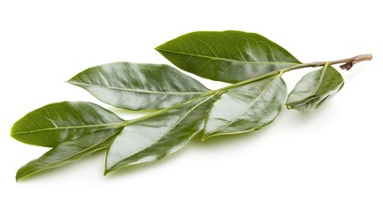 Fototapeta premium Close-up of a branch with several leaves.