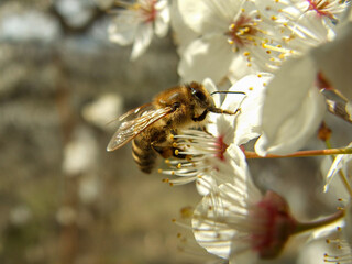A busy honeybee meticulously collecting pollen from delicate white blossoms, symbolizing...