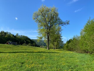 Muszyna, Dolina popradu, wiosna 25