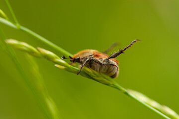 Fuzzy Brown Beetle on a Green Grass Blade Macro Wildlife Detail
