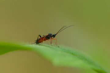 Tiny Ichneumon Wasp with Long Antennae on Green Leaf Macro Insect Detail