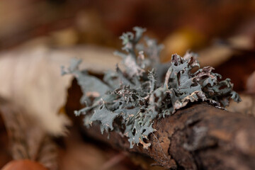 Intricate Grey-Green Lichen on Wood Branch | Macro Forest Floor Detail & Symbiotic Growth