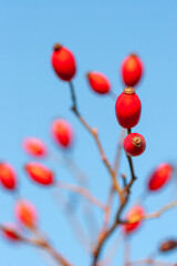 Vibrant Red Rose Hips Against Clear Blue Sky  Autumnal Beauty & Natural Antioxidants