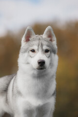 Close view of Siberian husky with gray white coat standing alert outdoors showcasing erect...