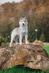 Full-body view of Siberian husky with thick gray white coat erect ears standing on large rock surrounded by autumn trees green grass watchful calm focused look vertical orientation © Kseniia
