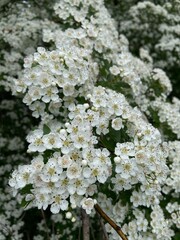 Polska wieś, białe kwiaty, krzak © Maciej G. Szling