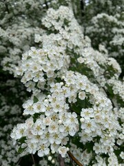 Polska wieś, białe kwiaty, krzak © Maciej G. Szling