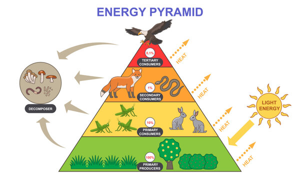 Energy pyramid diagram. Educational infographic with food chain from plants to carnivorous predators. Labeled biomass representation graphic. Bioproductivity levels ecosystem. Flat vector illustration