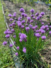 Polska wieś, kwiaty szczypiorka.