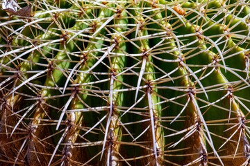 cactus close up