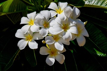 frangipani flowers on the tree