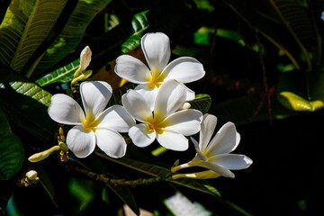 White Frangipani Flowers