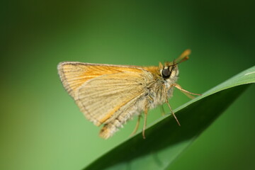 Braun Dickkopf, Thymelicus lineola