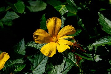 yellow flower