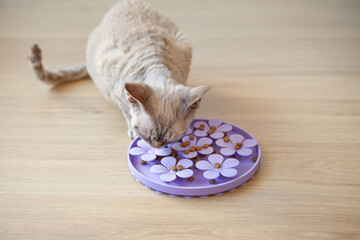 A curly-haired cat eats dry food from a purple flower-shaped puzzle slow feeder. The pet interacts...