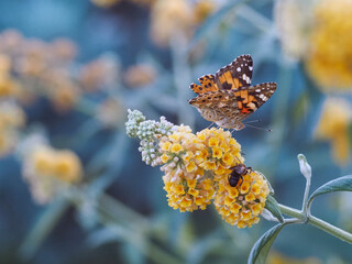Painted Lady Butterfly (Vanessa cardui) on Yellow Buddleja Flowers, bee near