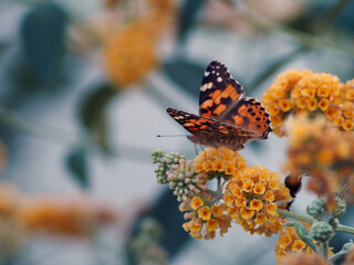 Painted Lady Butterfly (Vanessa cardui) on Yellow Buddleja Flowers