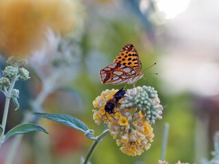 Queen of Spain Fritillary (Issoria lathonia) Feeding on Buddleja Flower, and a bee