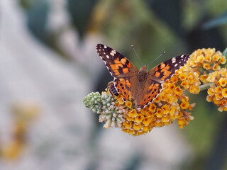 Painted Lady Butterfly (Vanessa cardui) on Yellow Buddleja Flowers