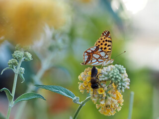 Queen of Spain Fritillary (Issoria lathonia) Feeding on Buddleja Flower and a bee