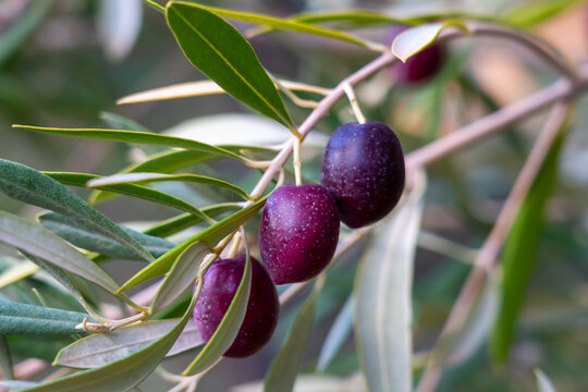 Purple black olives on the branch. Morocco