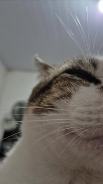 Super close up na cara de um gato malhado, ronronando.