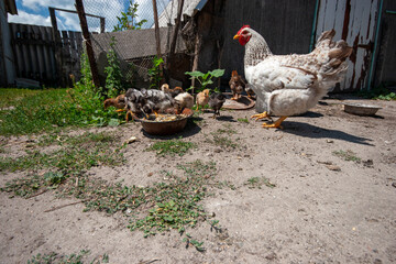 Mother Hen with Her Chicks Feeding in a Rustic Farmyard. Domestic Poultry Scene Depicting Rural...