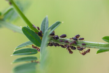 Close-up of Aphid Infestation on Green Plant Stem with an Ant. Detailed Macro of Common Garden...