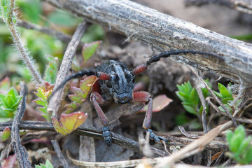 Close-Up of a Longhorn Beetle or Similar Insect with Long Antennae, Resting Among Grass and Dry Twigs on the Ground