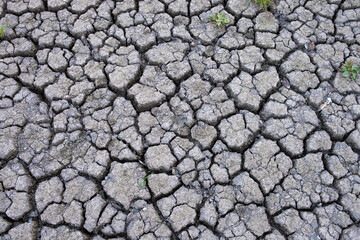 Parched and cracked earth under a dry landscape, showing the impact of drought with a few resilient green sprouts emerging from the arid ground