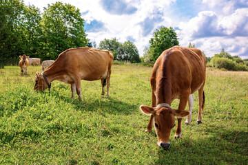 Obraz premium Brown cows graze on green meadow near forest on summer day, close-up. High quality photo