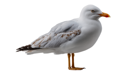 PNG of a realistic standing seagull with transparent background