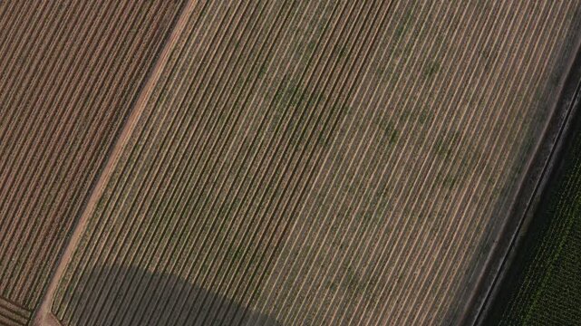 expansive farmland, showcasing vast green fields with scattered patches of agricultural plots