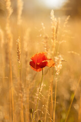 Czerwone maki (poppies), kwiaty polne, letnia polana, efekt bokeh. Tło kwiatowe lub tapeta do projektu © anettastar