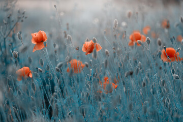 Czerwone maki (poppies), kwiaty polne, letnia polana, efekt bokeh. Tło kwiatowe lub tapeta do projektu