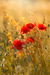 Czerwone maki (poppies), kwiaty polne, letnia polana, efekt bokeh. Tło kwiatowe lub tapeta do projektu © anettastar