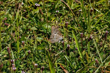 butterfly in the grass