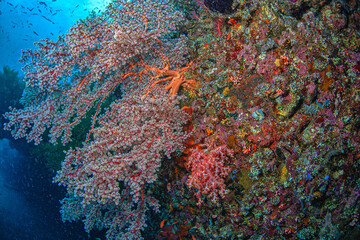 Underwater off the coast of Bali, Liberty Shipwreck