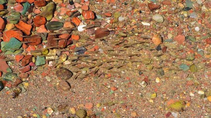 spring water  and  baby fish 1448