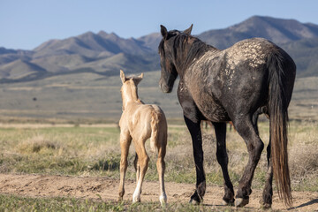 Wild Horse Mare and Foal in Springtime in the Utah Desert