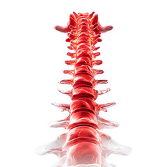 3D Rendering of Human Spine with Red Vertebrae on a Transparent Background