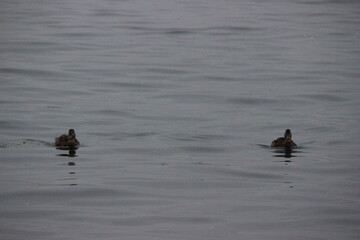 ducks in the lake