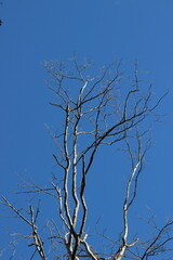 dead tree against blue sky