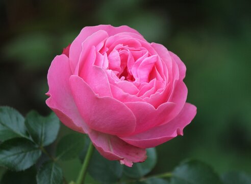 Dark background with a bright pink rose bud in a summer garden. Beautiful natural background. Delicate petals. Fragrant rose bud in close-up. pink rose in garden. 