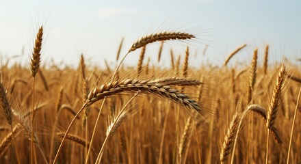 Fototapeta premium Golden Wheat Stalks in a Sunlit Field Close Up