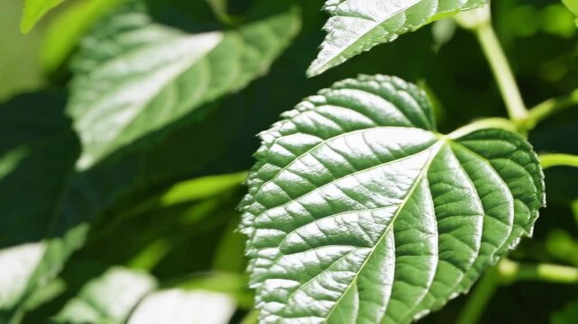 Light green shiny summer leaves abstract motion design