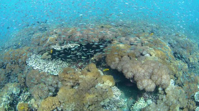 A vibrant reef full of fish and corals thrives in the shallows of a reef near Adonara, Indonesia. This area, in the Lesser Sunda Islands, is known for its extraordinary marine biodiversity.