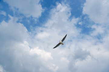 Bird flying on cloud and sky