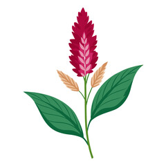 white background on flower Amaranthus