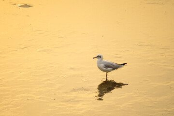 Bird stands on reflected of water surface at sunset